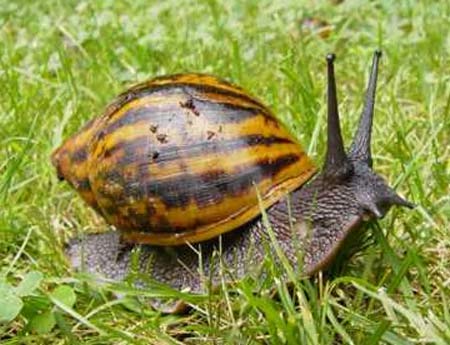 Snail